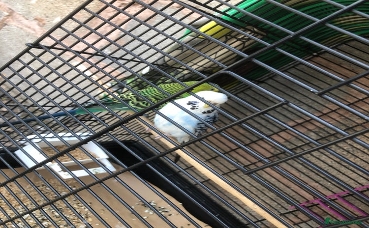 Budgerigars birds - Advert 3