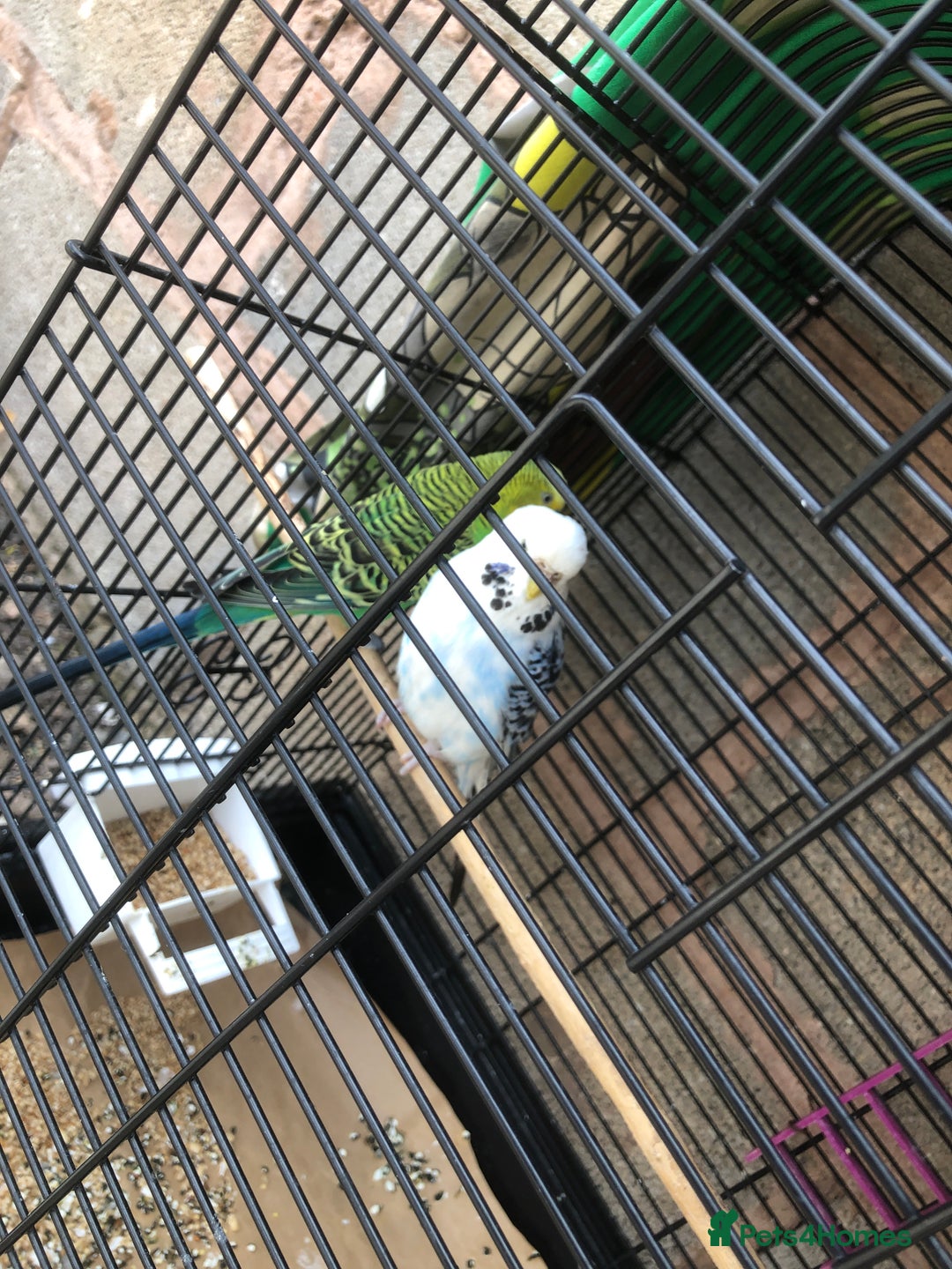 Budgerigars birds for sale: Two budgies  - Image 1