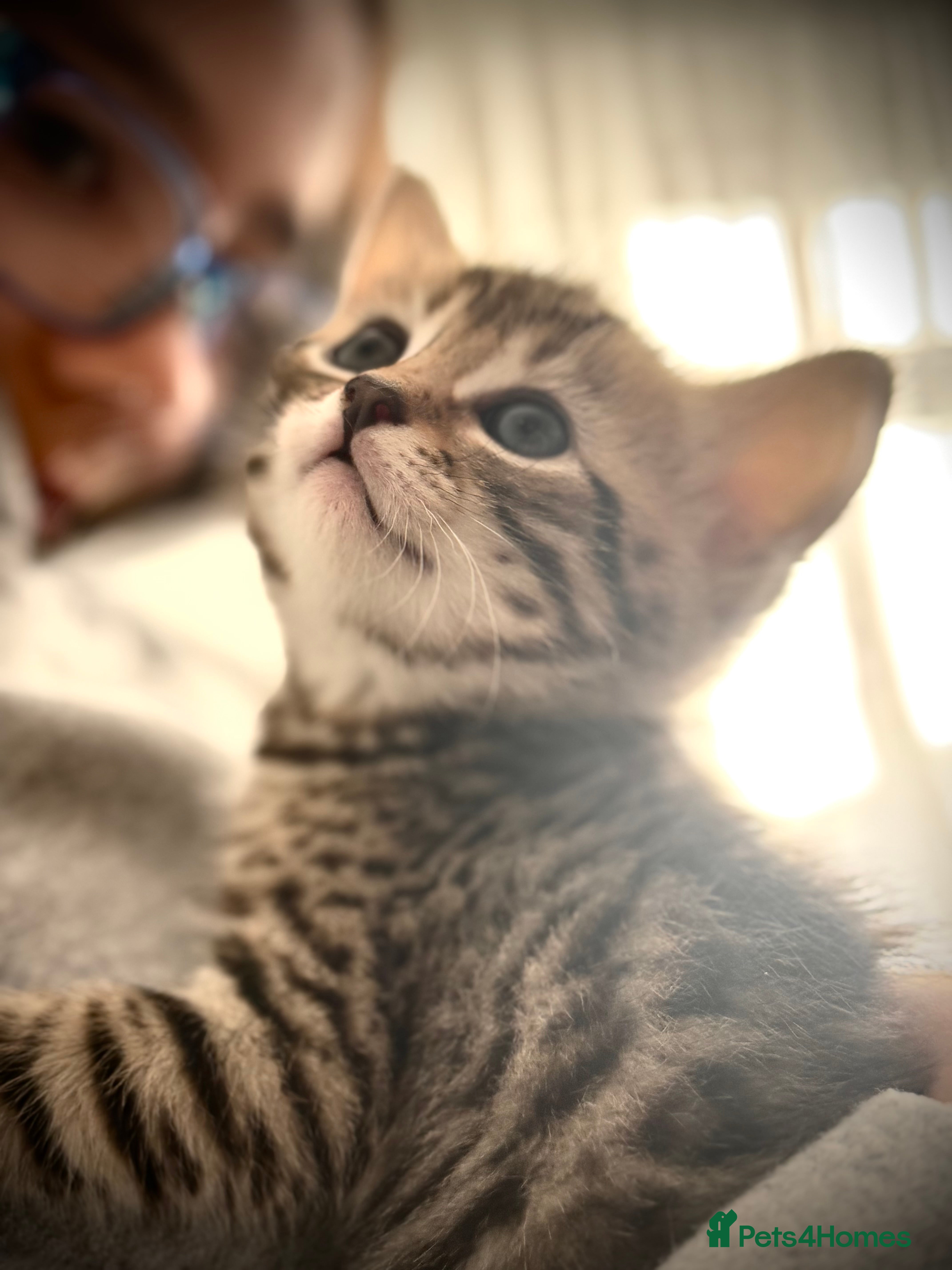 Mixed Breed cats 🐾 Exquisite Ragdoll x Bengal Baby Kittens 🐾 - Advert 2