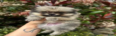 Pomeranian Puppy 1