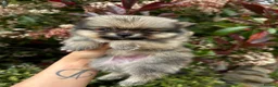 Pomeranian dogs for sale: 💎TeddyBear Pomeranians💎 in Bishop Auckland - Advert 11