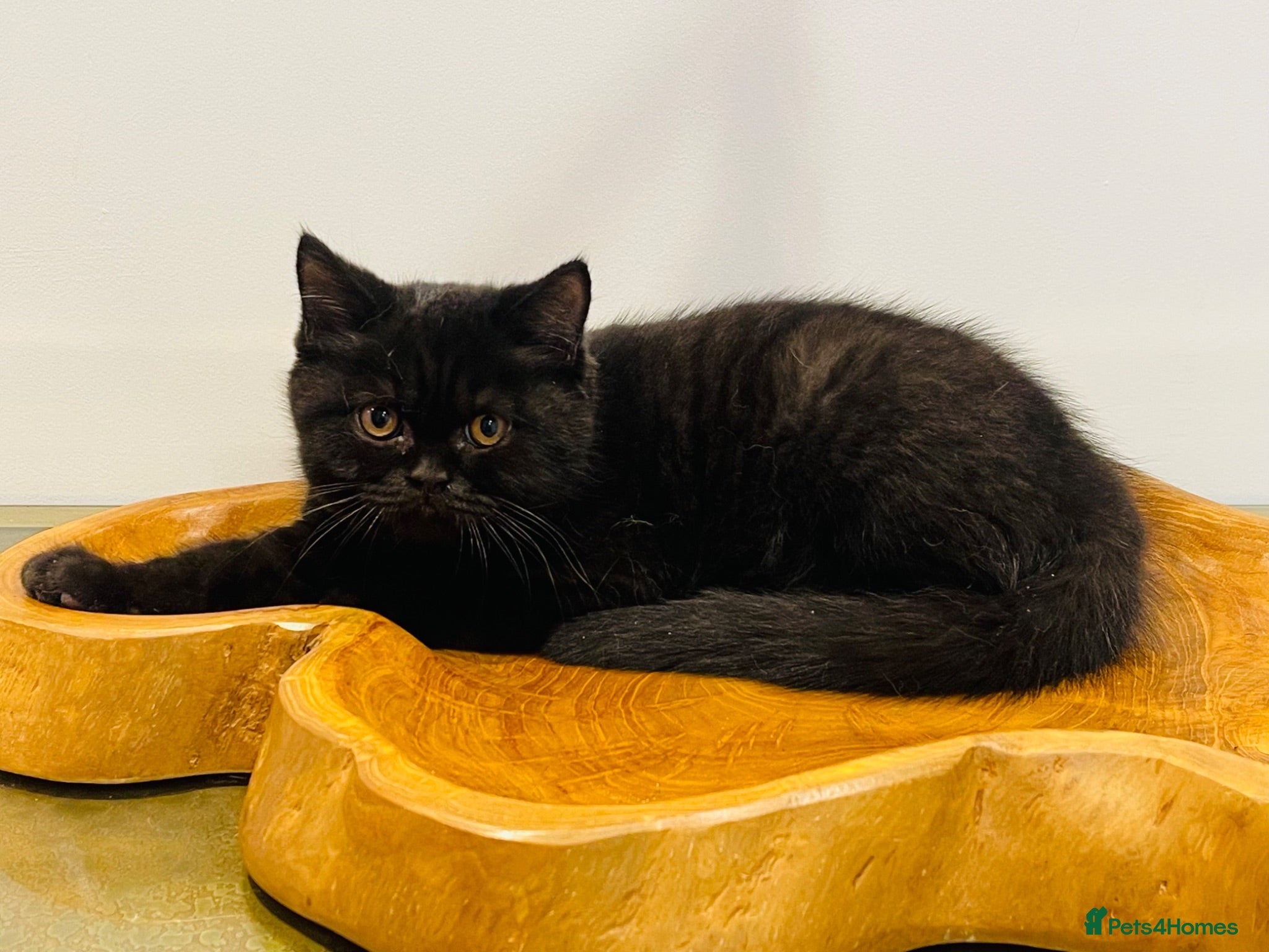 Brazilian Shorthair cats CHAMPION GCCF REG KITTENS READY TO LEAVE NOW  - Advert 4