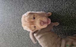 Shar Pei dogs for sale: Male Shar peis - Image 38