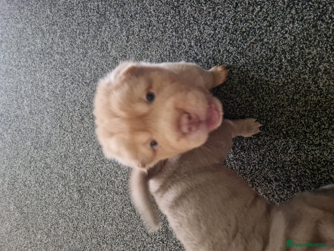 Shar Pei dogs for sale: Male Shar peis - Image 38