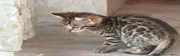 Bengal cats for sale: Top Quality Bengal Kittens (2 Boys, 1 Girl) - Advert 10