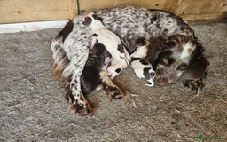 Cocker Spaniel dogs for sale: Cocker spaniel puppy’s  - Image 1