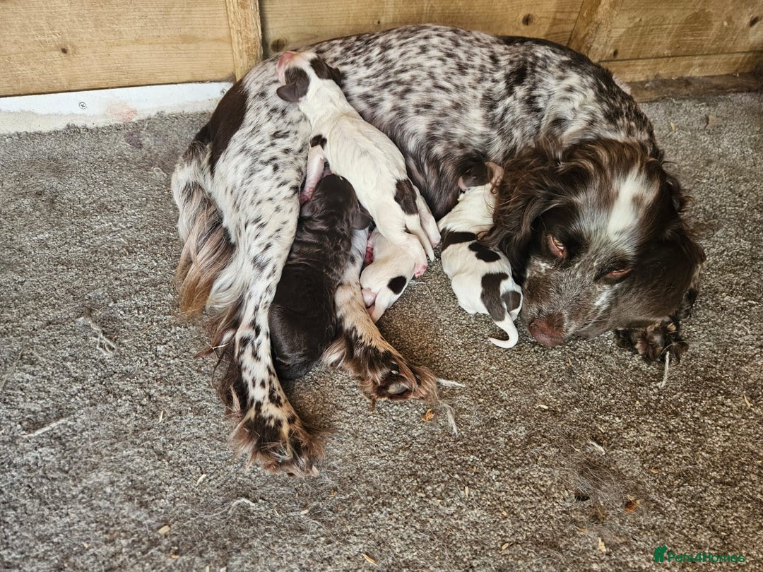 Cocker Spaniel dogs for sale: Cocker spaniel puppy’s  - Image 1
