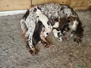 Cocker Spaniel dogs - Advert 5
