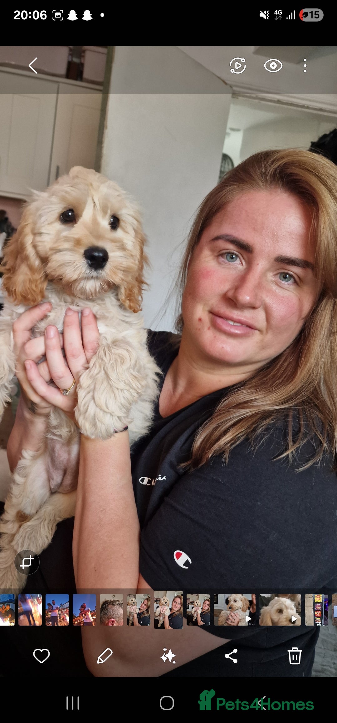 Cockapoo dogs for sale: Cockapoo pups  - Image 8