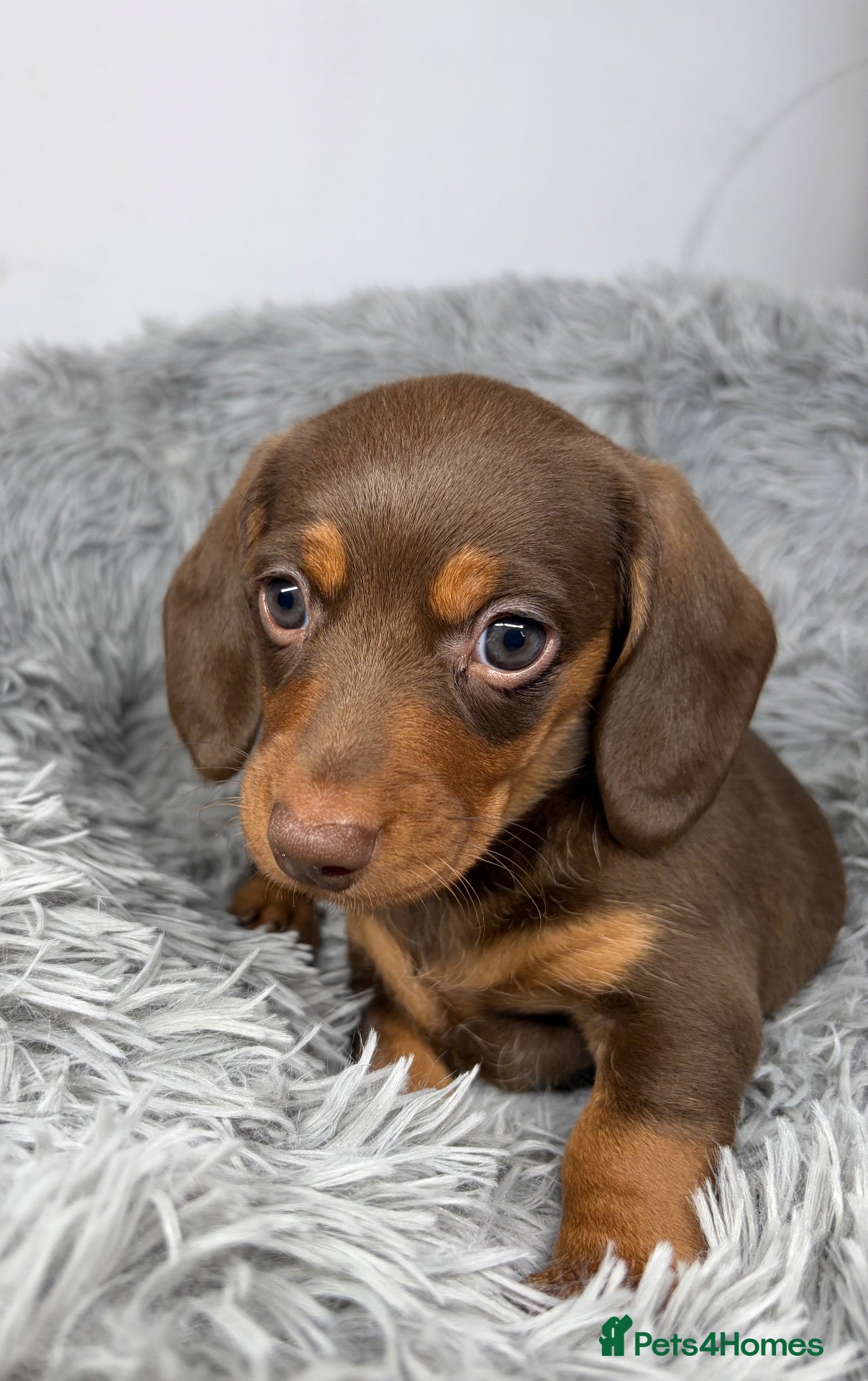 Miniature Dachshund dogs Miniature dachshunds - Advert 8