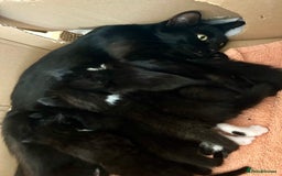 Turkish Angora cats for sale: Turkish Angora Type  - Image 10