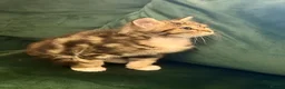 Norwegian Forest Cat cats for sale: Norwegian Forest Cat Mix Kittens in London - Advert 7