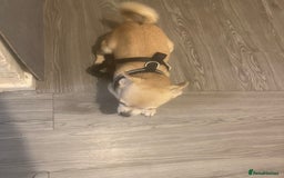 Chihuahua dogs for sale: Hi this is bear  - Image 3