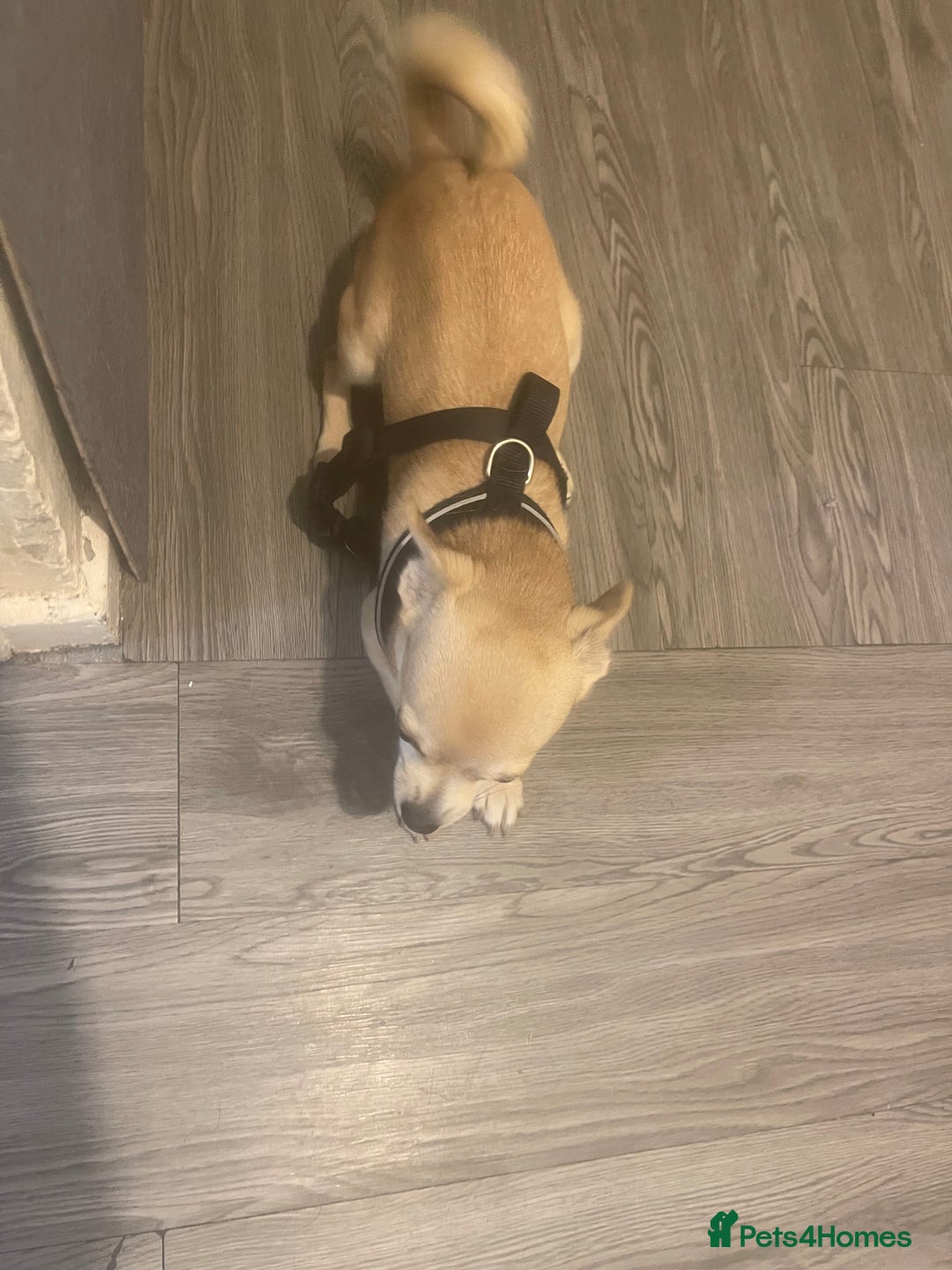 Chihuahua dogs for sale: Hi this is bear  - Image 3