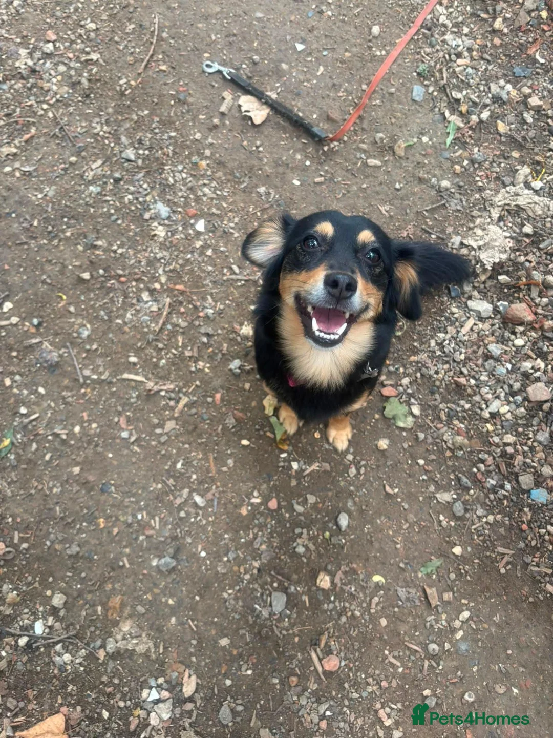 Mixed Breed dogs for sale: 🐾 INDY LOOKING FOR HER FOREVER HOME - Advert 1