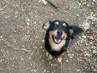 Mixed Breed dogs 🐾 INDY LOOKING FOR HER FOREVER HOME - Advert 7