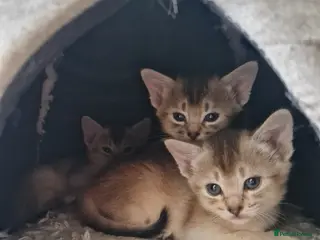 Abyssinian cats GCCF - Silver Abyssinian kittens - Home raised - Advert 5