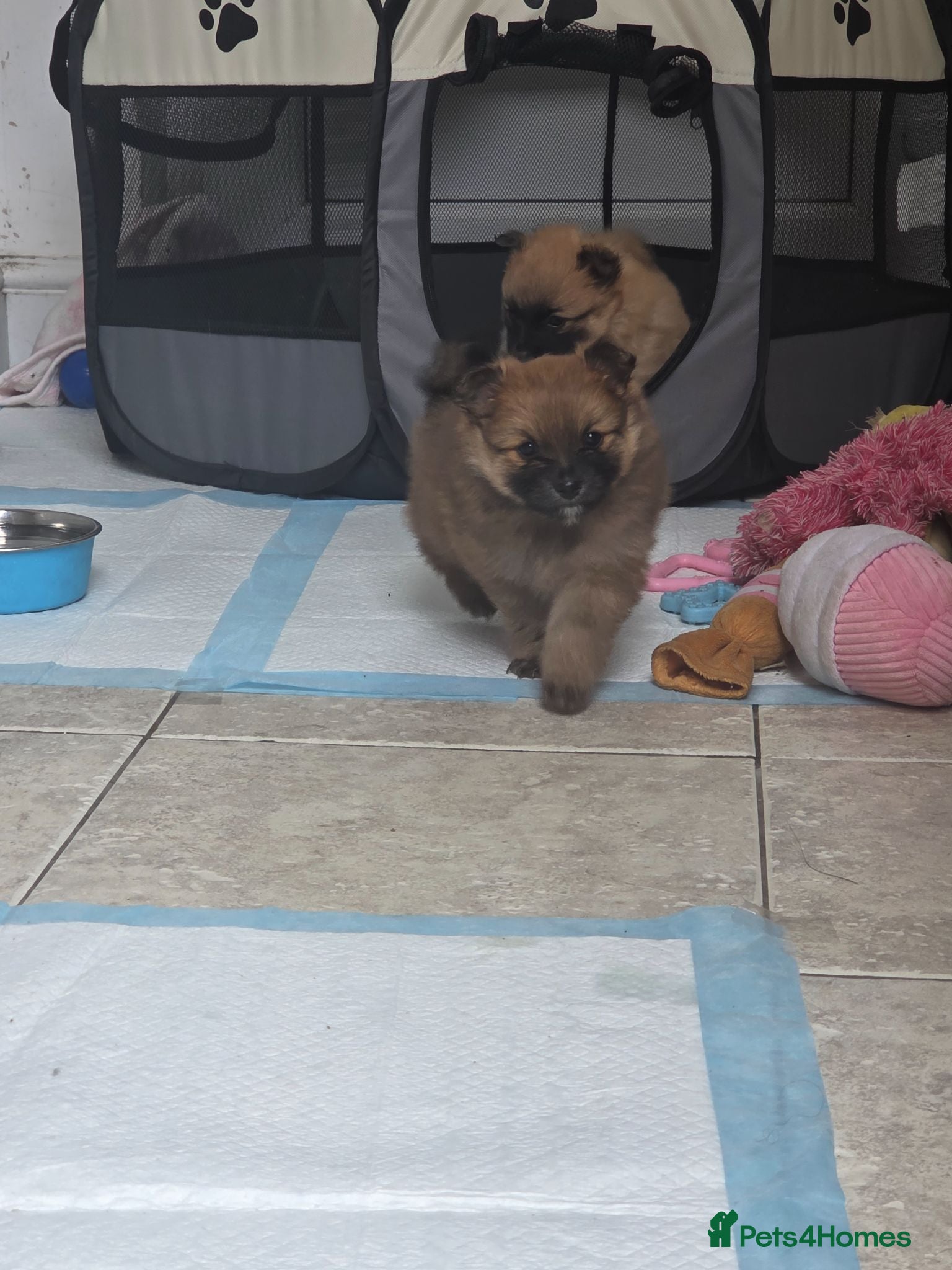 Pomeranian dogs 4 Gorgeous Pomeranian Puppies - Advert 1