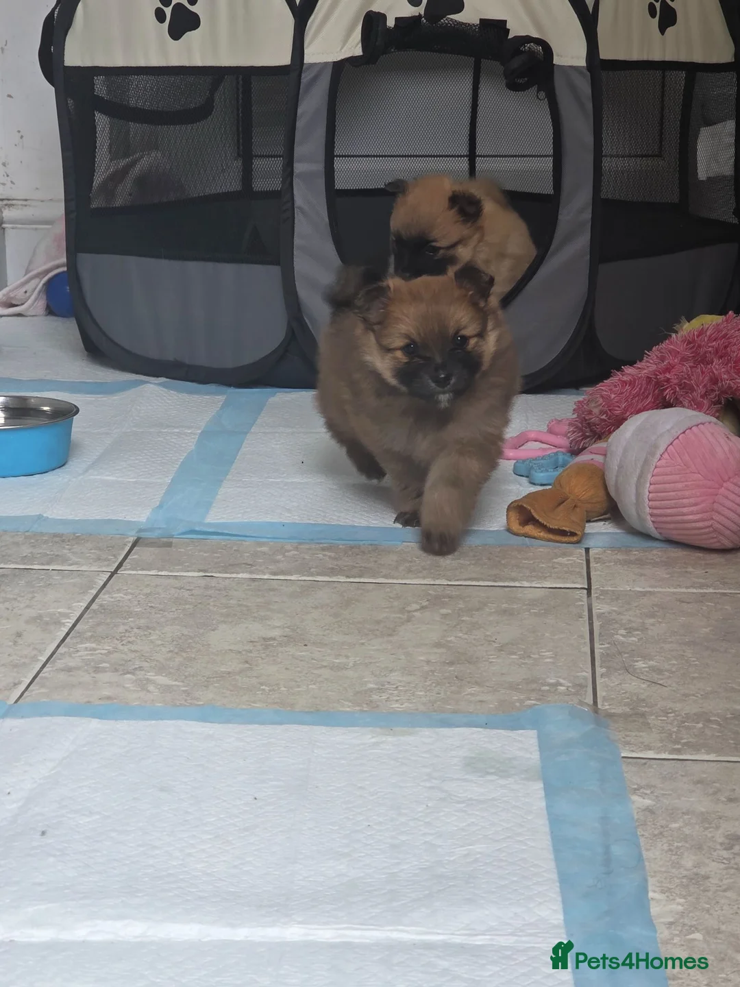 Pomeranian dogs for sale: 4 Gorgeous Pomeranian Puppies in Enfield - Advert 1