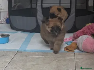 Pomeranian dogs Gorgeous Pomeranian Puppies - Advert 18