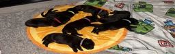 Labrador Retriever dogs for stud: Labrador Stud - Advert 4