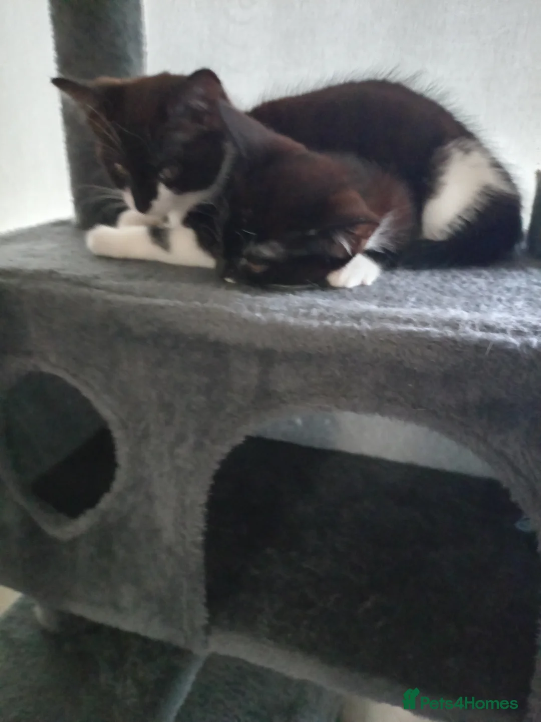Mixed Breed cats for sale: Black and white kitten in Nottingham - Advert 2