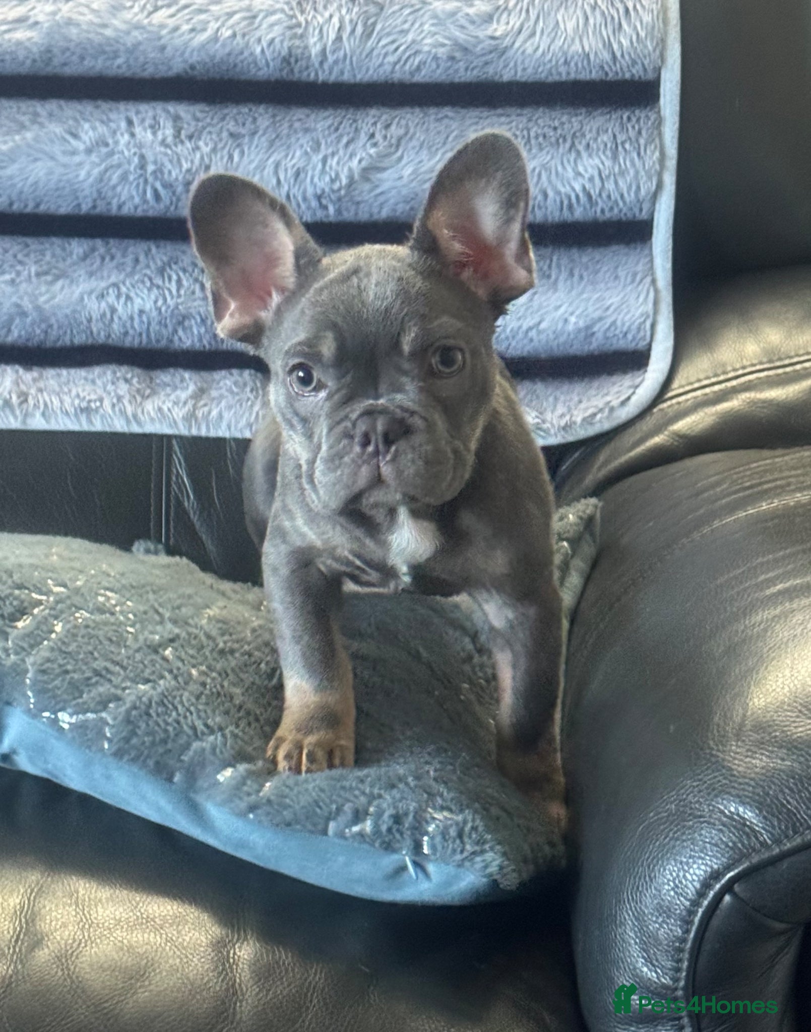 French Bulldog dogs Reduced Fully vaccinated outstanding male  - Advert 16