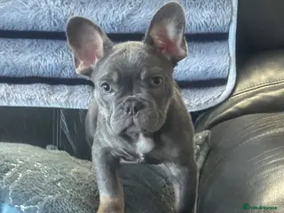 French Bulldog dogs Reduced Fully vaccinated outstanding male - Advert 16