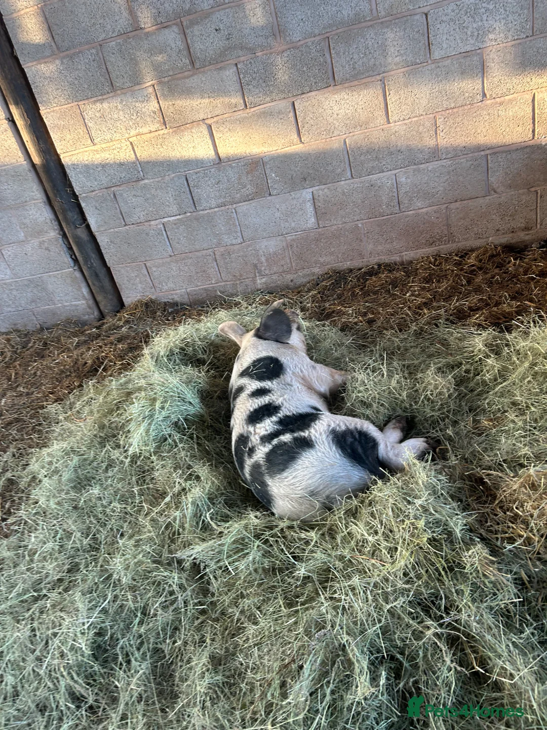 Pig livestock for sale: GOS Boar for sale in Ludlow - Advert 2