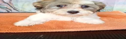 Havanese dogs for sale: ⭐RUDUCED TO £900onvo⭐Full breed havanese puppies.  - Advert 10