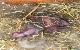 Mini Lop rabbits for sale: Mini lop Buck  - Image 8