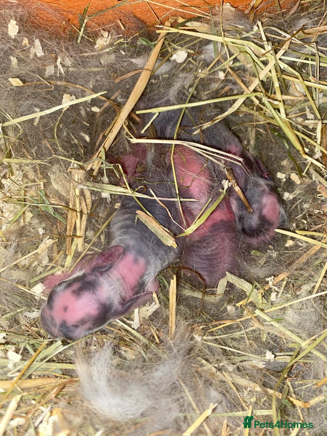 Mini Lop rabbits for sale: Mini lop Buck  - Image 8