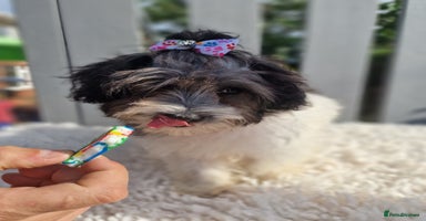 Maltipoo dogs - Advert 1