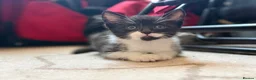 Mixed Breed cats for sale: Adorable black & white boy kittens - ready in 2wks - Advert 2