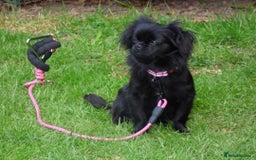 Pomchi dogs for sale: Black Pomchi Pups - Image 4
