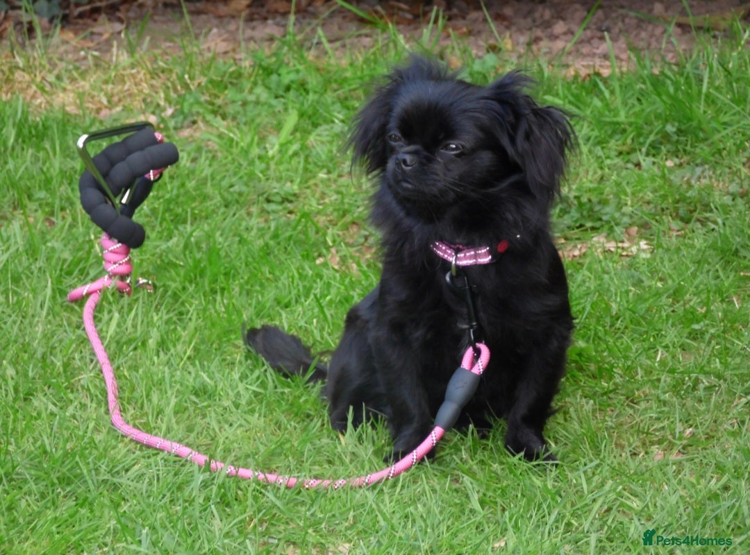 Pomchi dogs for sale: Black Pomchi Pups - Image 4
