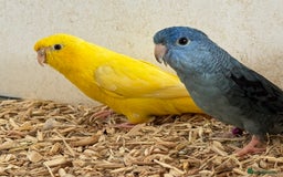 Mixed Breed birds for sale: A proven pair of linolets - Image 1