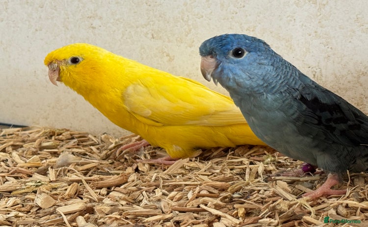 Mixed Breed birds - Advert 1