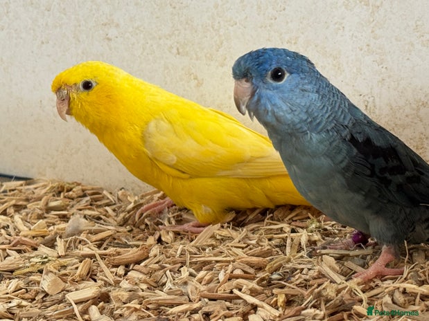 Mixed Breed birds - Advert 1