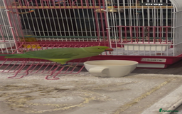 Softbills birds for sale: Crested myna in High Wycombe - Image 2