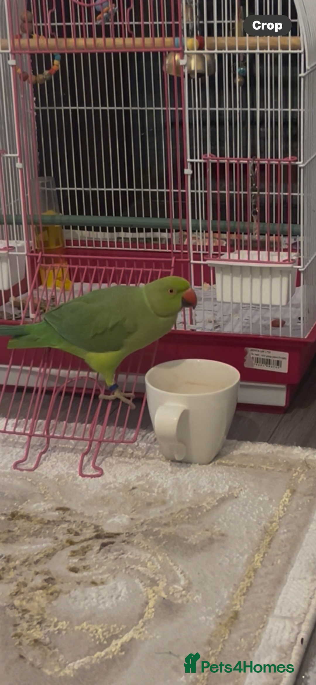 Softbills birds for sale: Crested myna in High Wycombe - Image 2