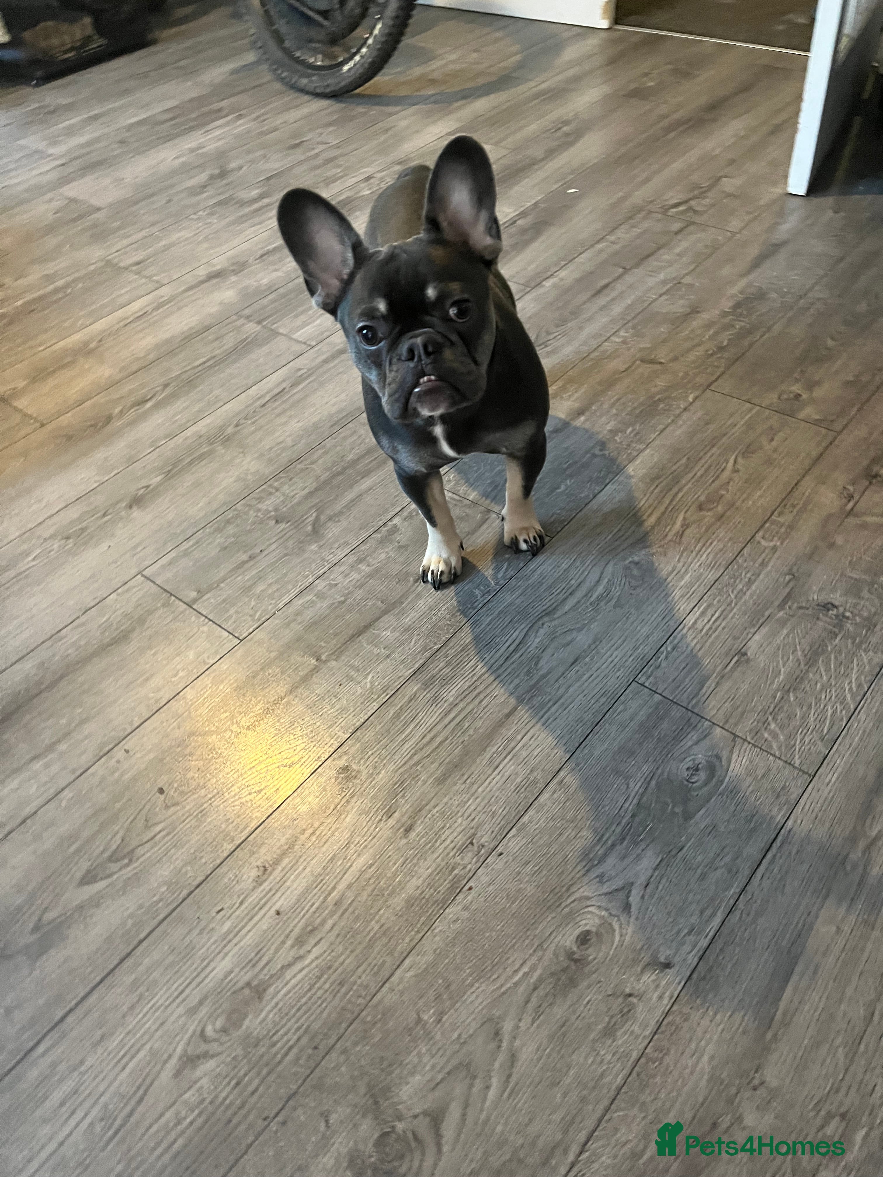 French Bulldog dogs lovely little boy french bulldog  in Ferryhill - Advert 7