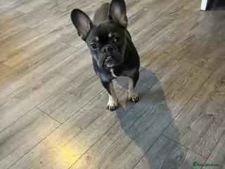 French Bulldog dogs lovely little boy french bulldog in Ferryhill - Advert 10