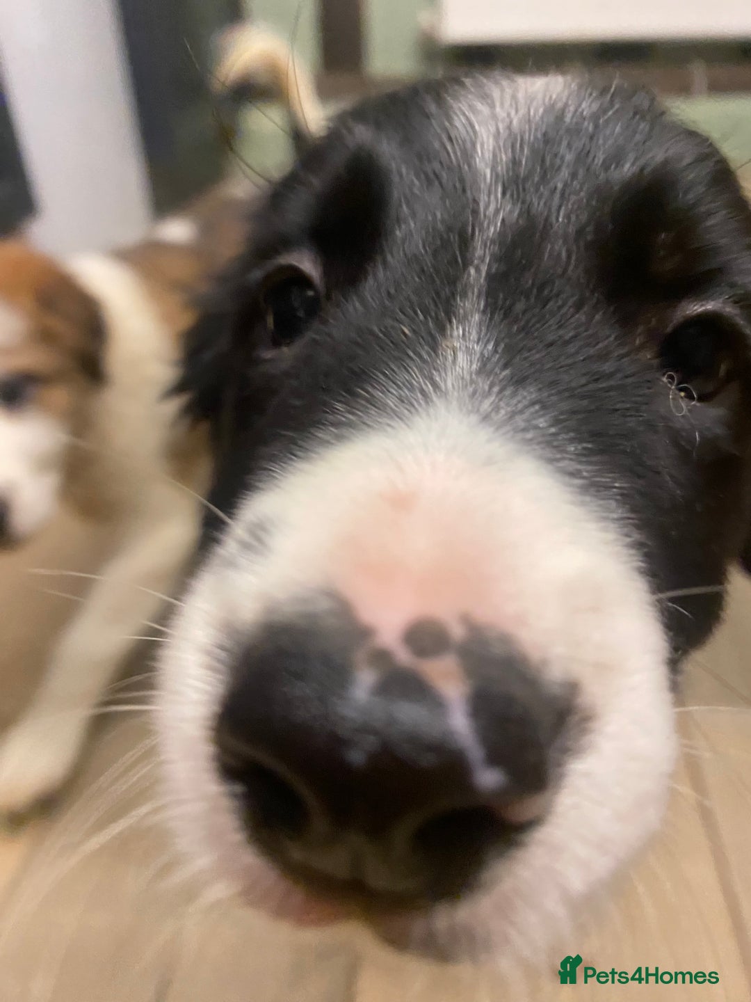 Sprollie dogs for sale: 3/4 border collie 1/4 spaniel puppies - Image 6