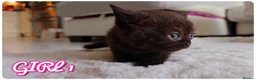 British Shorthair cats for sale: Beautiful British Shorthair Kittens – Home Raised - Advert 14