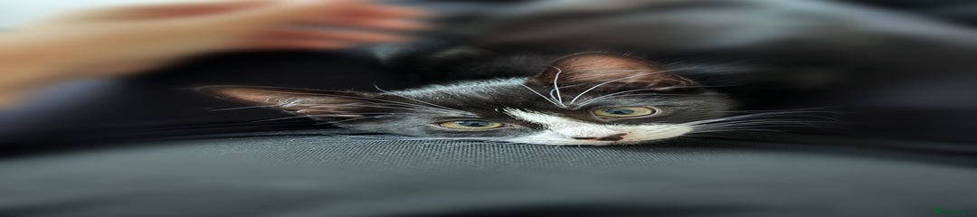Domestic Shorthair Kitten 1