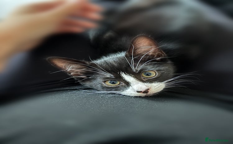 Domestic Shorthair cats - Advert 3
