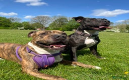 Staffordshire Bull Terrier dogs for sale: Female Staffordshire Bull Terrier Pups - Image 9