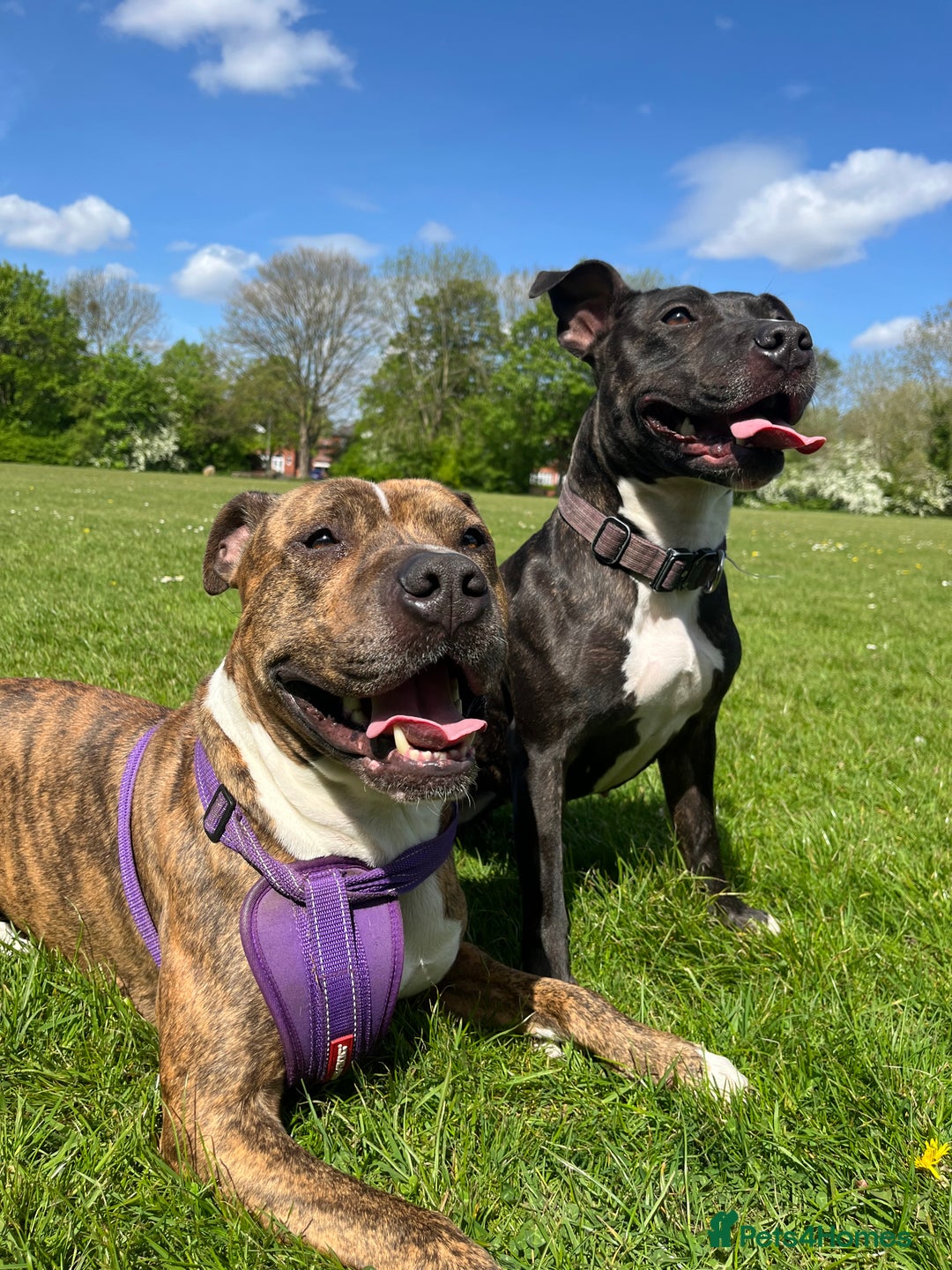 Staffordshire Bull Terrier dogs for sale: Female Staffordshire Bull Terrier Pups - Image 9