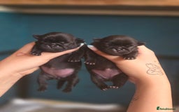Pug dogs for sale: Chunky pug pups - Image 7